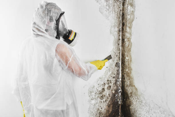 Certified Mold Removal in Carthage, TN