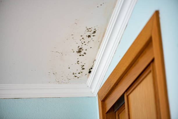 Best Professional Mold Removal  in Carthage, TN