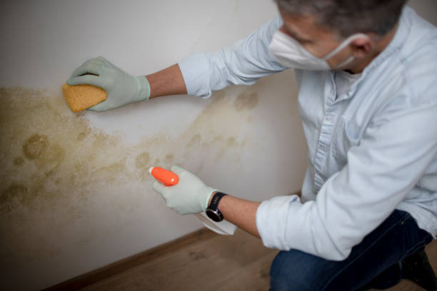 Best Commercial Mold Removal  in Carthage, TN